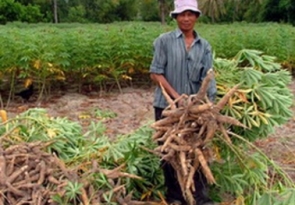 Khoai Sắn