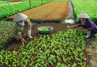 Bảng giá cá giống Trung tâm Giống Thủy sản An Giang - Việt Hoa Thịnh