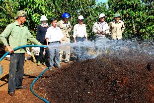 Sản xuất phân hữu cơ sinh học từ vỏ cà phê