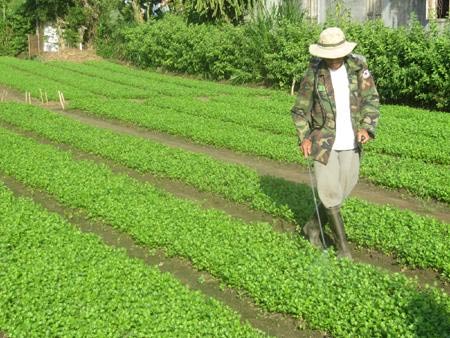 Xài thuốc sinh học cho rau
