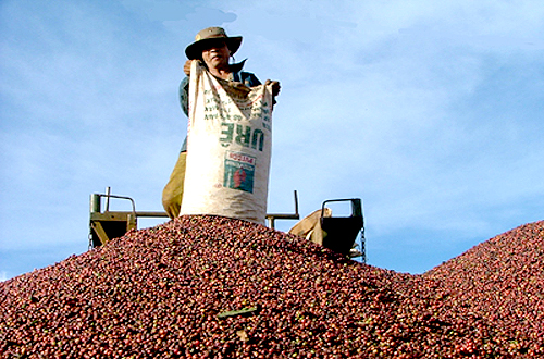 Thị trường cà phê thế giới những ngày đầu năm 2014