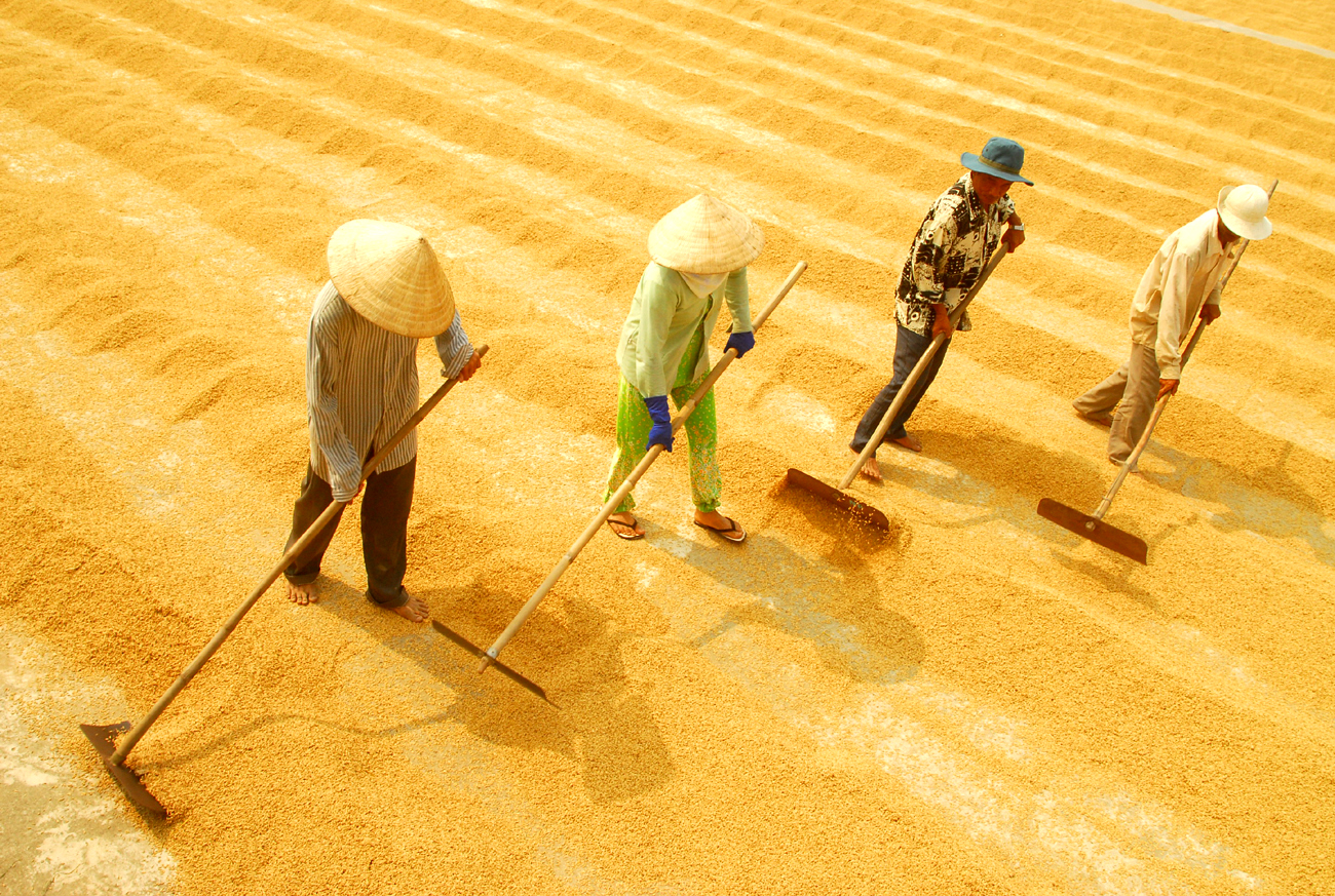 Xây dựng lúa gạo thành sản phẩm quốc gia