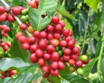 Đề án cà phê bền vững ‘đuối sức’